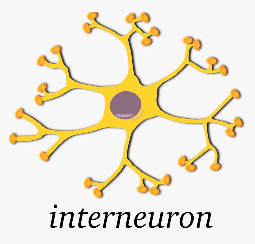Neuron-interneuron Clip Arts - Brain Cells Png, Transparent Png, Free Download