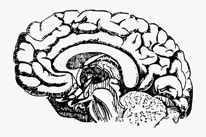 The Brain"s Hippocampus Stops Adding New Neurons In - Brain Development Black And White, HD Png Download, Free Download