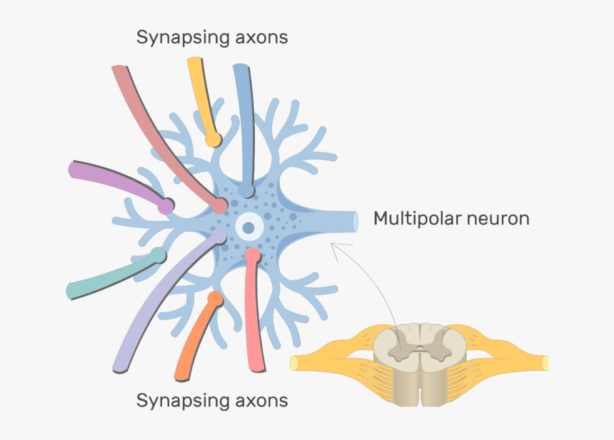 An Image Showing The Synapsing Axons On The Dendrites - Process Of Multipolar Neuron, HD Png Download, Free Download