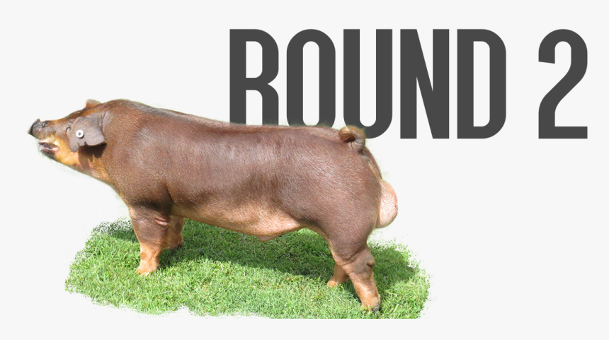 Round 2 - Pre Order - Overrun - Last Call - Domestic - Domestic Pig, HD Png Download, Free Download