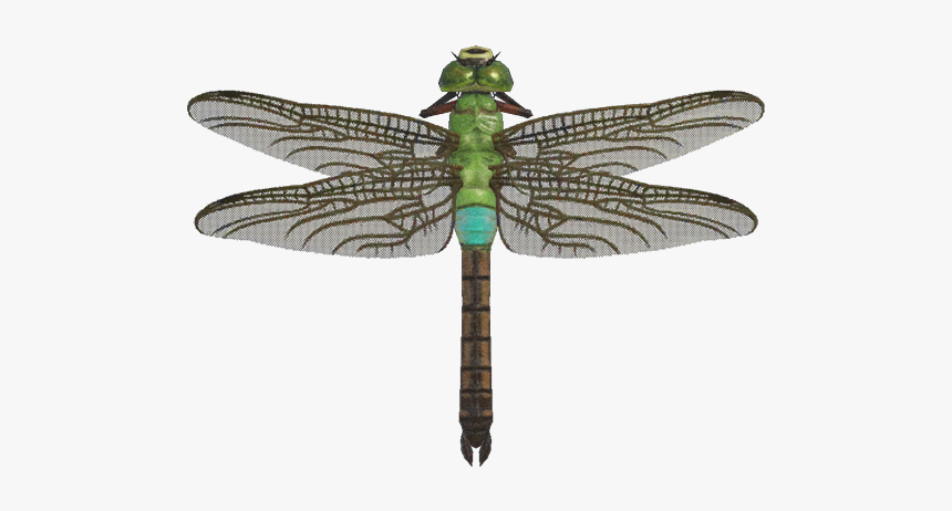Darner Dragonfly Nh - Darner Dragonfly Animal Crossing New Horizons, HD Png Download, Free Download