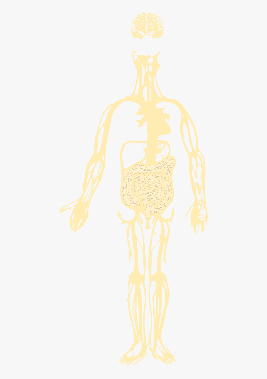 Transparent Intestines Png - Illustration, Png Download, Free Download