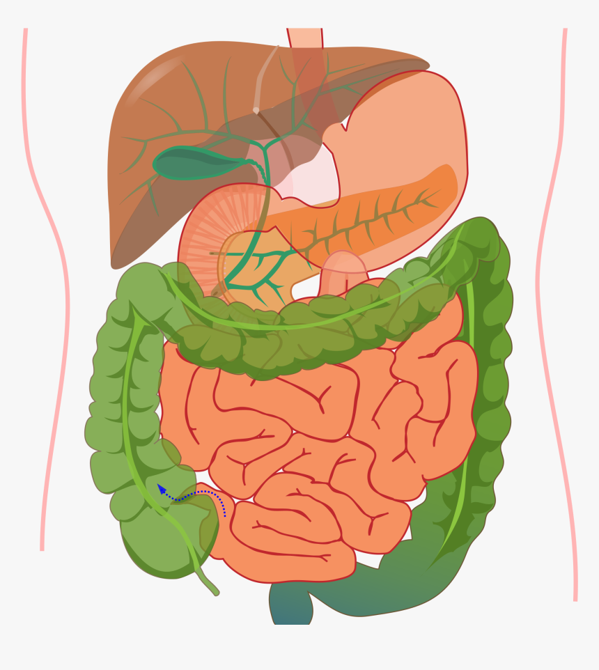 Digestive System Diagram Without Label, HD Png Download, Free Download