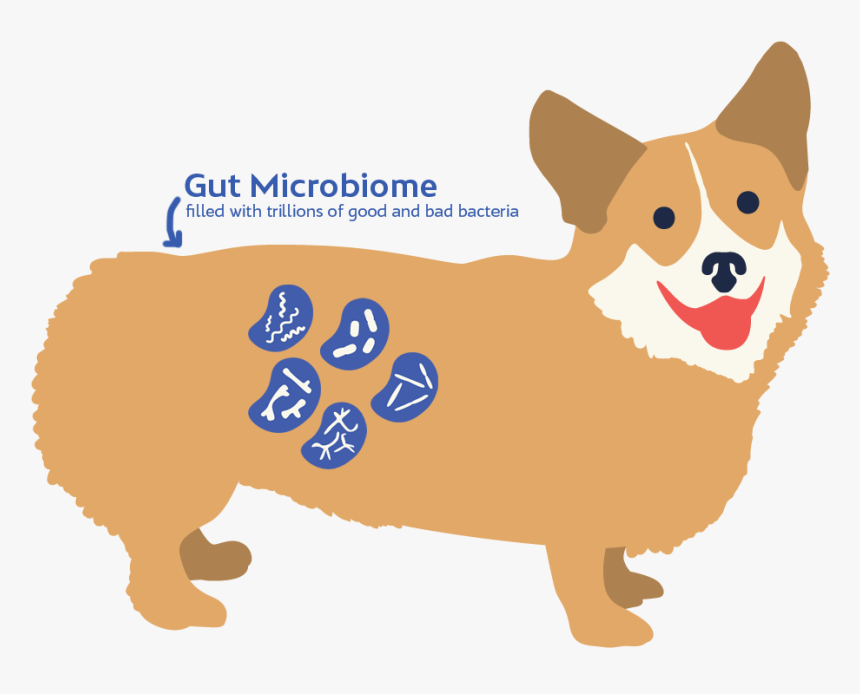Dog Microbiome, HD Png Download, Free Download