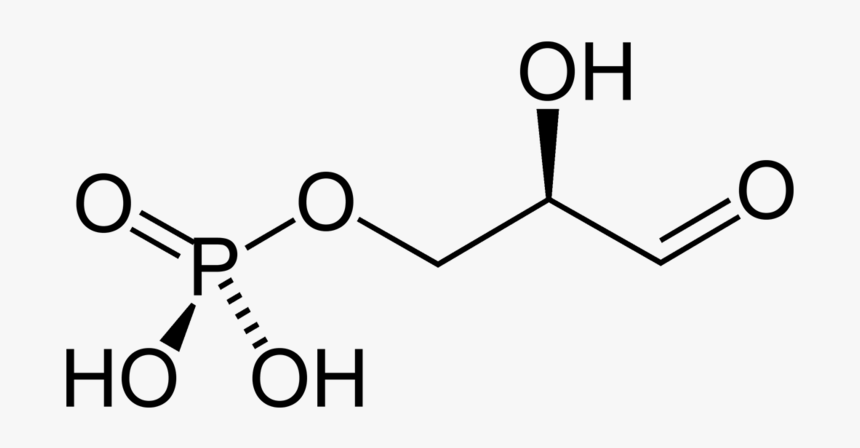 G3p 2d Skeletal - Glucosamine 1 Phosphate, HD Png Download, Free Download