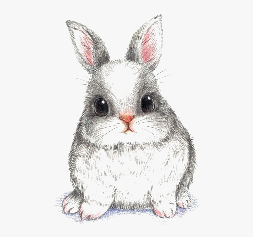 Cute Rabbit Drawing, HD Png Download, Free Download