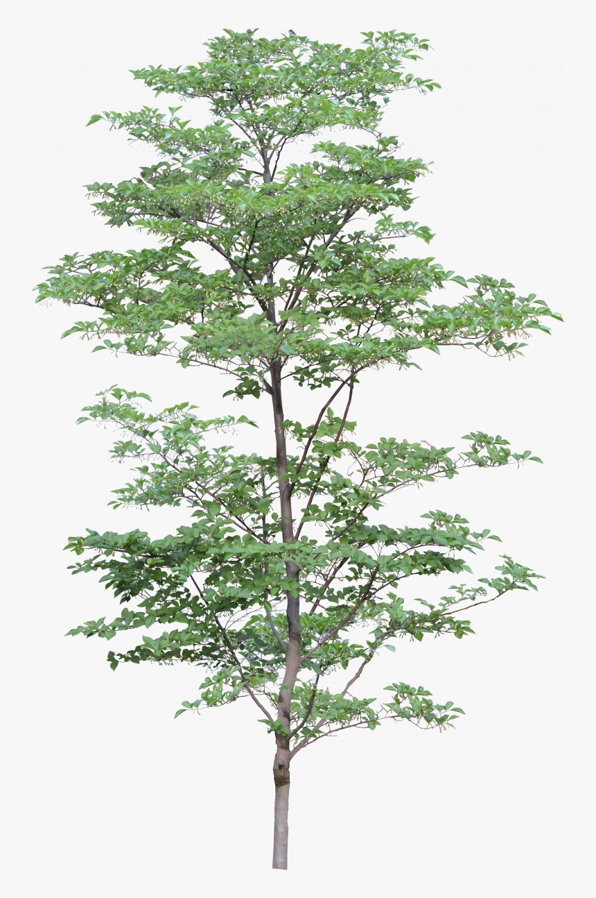 Now You Can Download Tree Icon Png - Trees Png, Transparent Png, Free Download