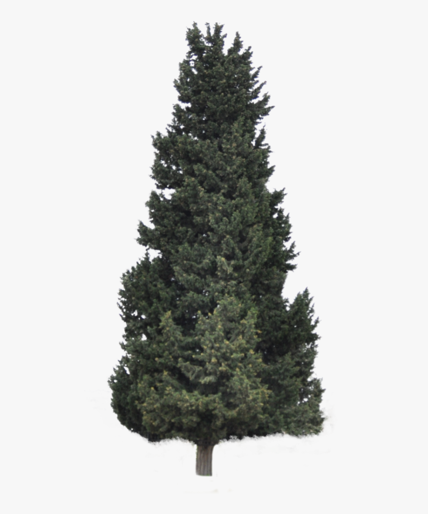 Albero Di Natale 270 Cm, HD Png Download, Free Download