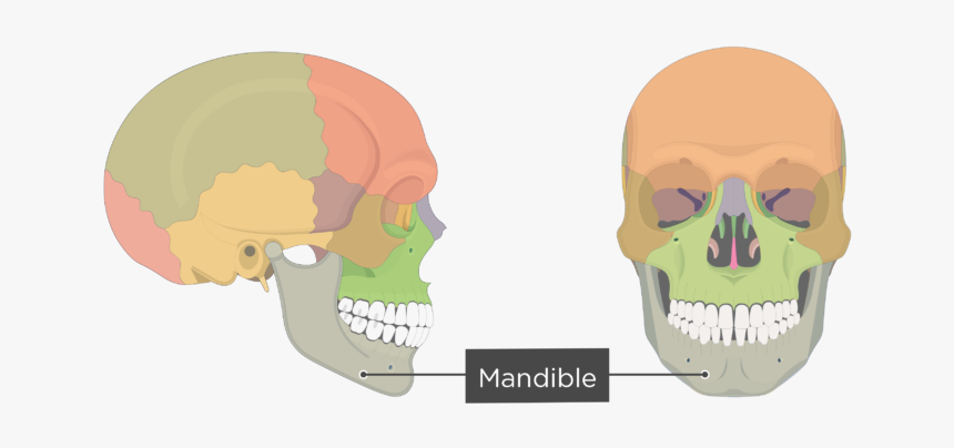 Mandible Bone - Overview - Colored - Mandible, HD Png Download, Free Download