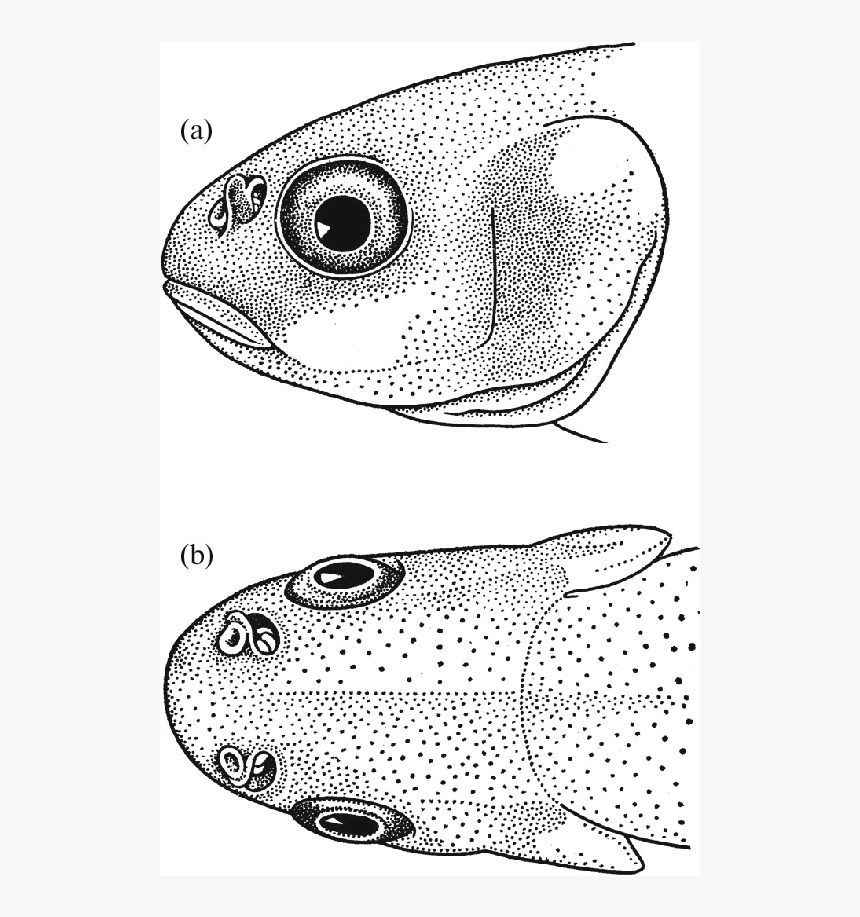 Pomacentridae, HD Png Download, Free Download