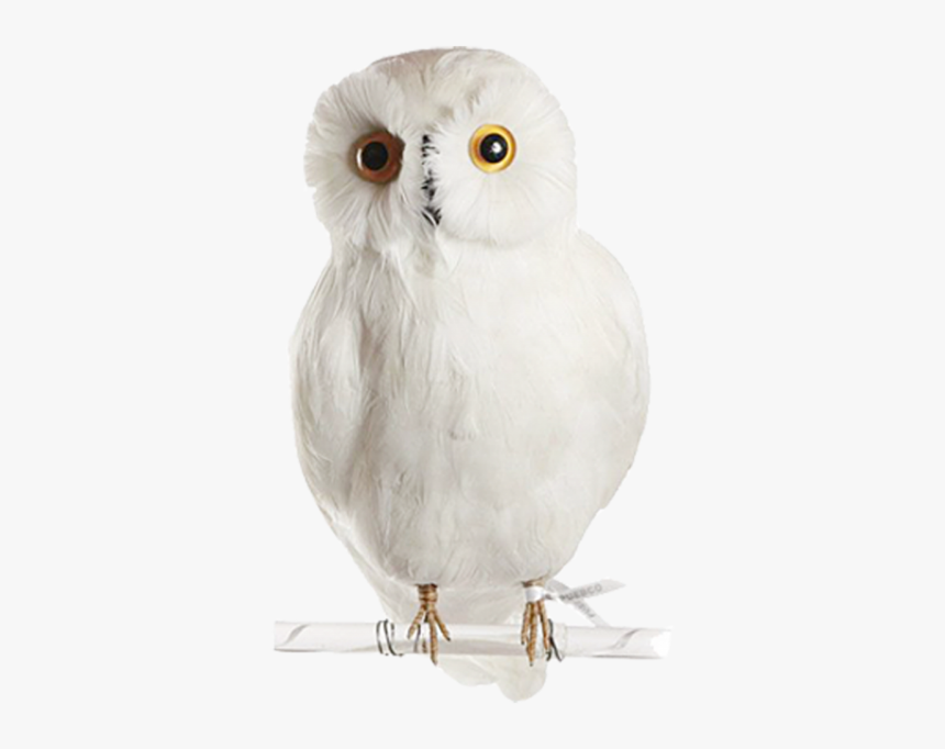 Snowy Owl, HD Png Download, Free Download