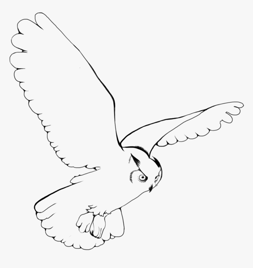 Banner Free Library Snowy Owl Bird Clip Art Transprent - Sketch, HD Png Download, Free Download