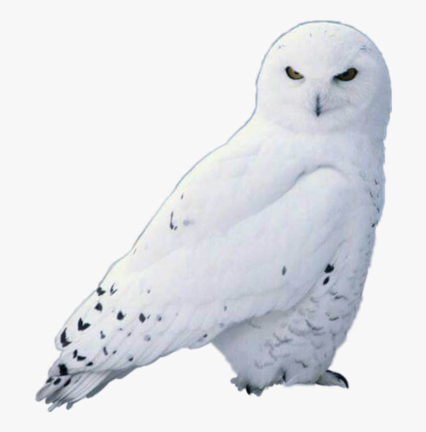 #owl #whiteowl #scowls - Snow Owl, HD Png Download, Free Download
