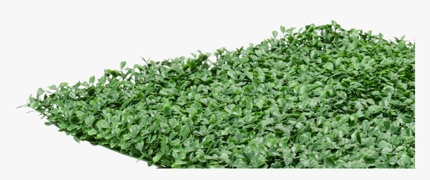 Buxus Sempervirens Png, Transparent Png, Free Download