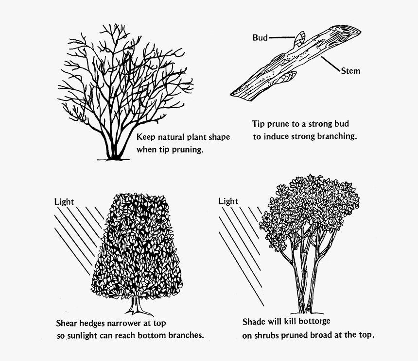 Easy And Safe Pruning - Cleyera Pruning, HD Png Download, Free Download