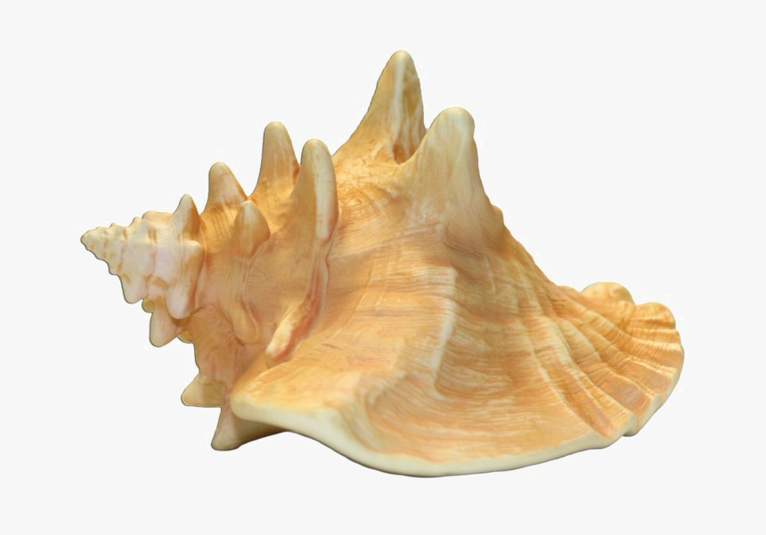 Conch Shell Transparent Image - Conch Shell Transparent Background, HD Png Download, Free Download