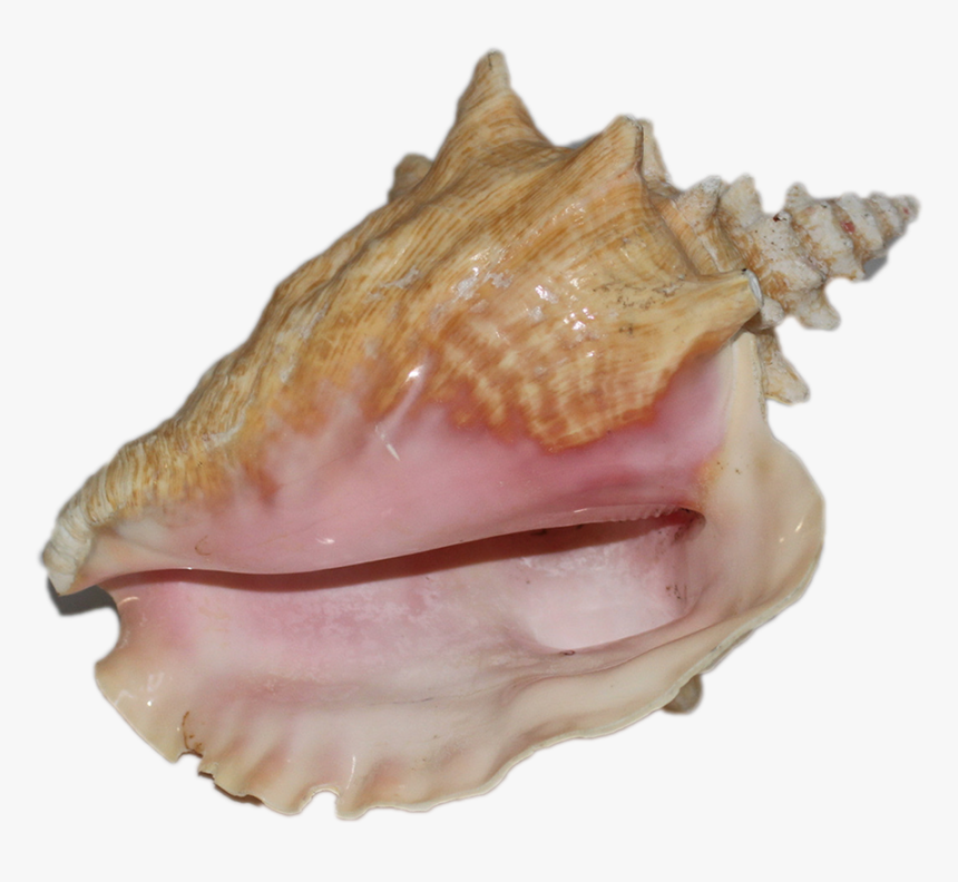 Conch-shell , Png Download - Shell, Transparent Png, Free Download