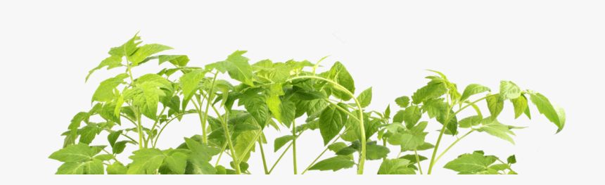 Vegetable Plant Png - Tree, Transparent Png, Free Download