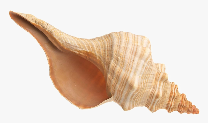 Conch Transparent Images - Shell, HD Png Download, Free Download