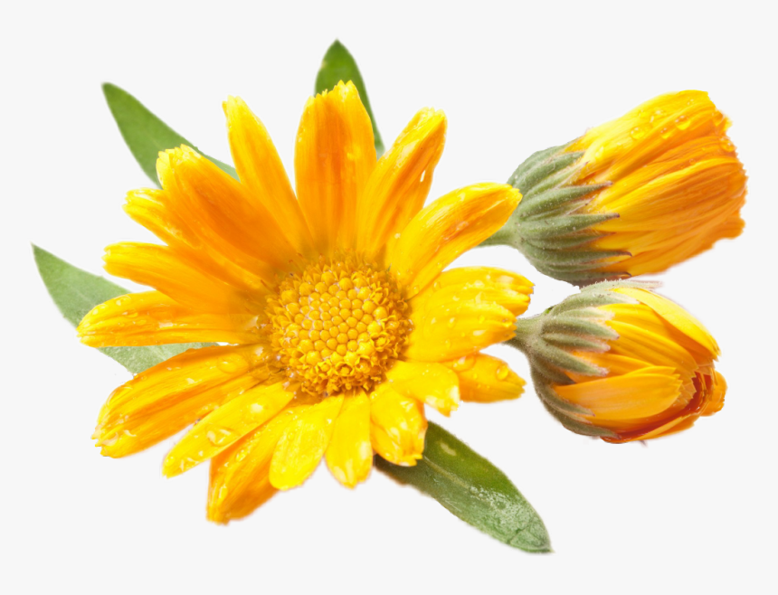 Transparent Yellow Daisy Png - Balsamo En Gel Just, Png Download, Free Download