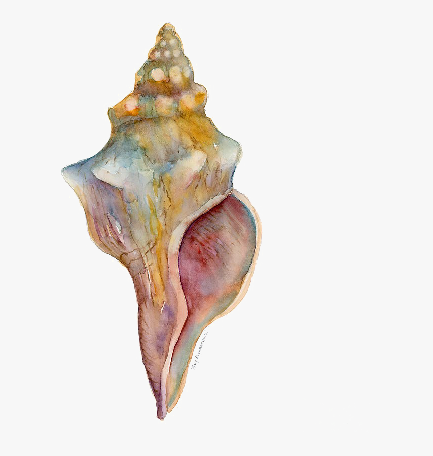 Conch Free Png Image - Watercolor Seashell, Transparent Png, Free Download