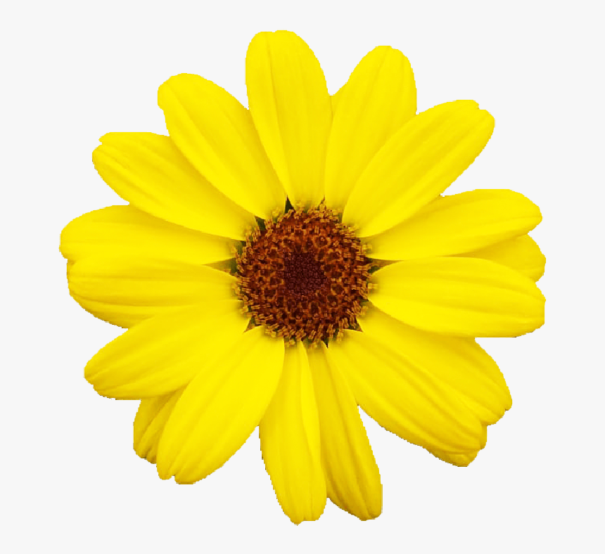 Field Marigold, HD Png Download, Free Download