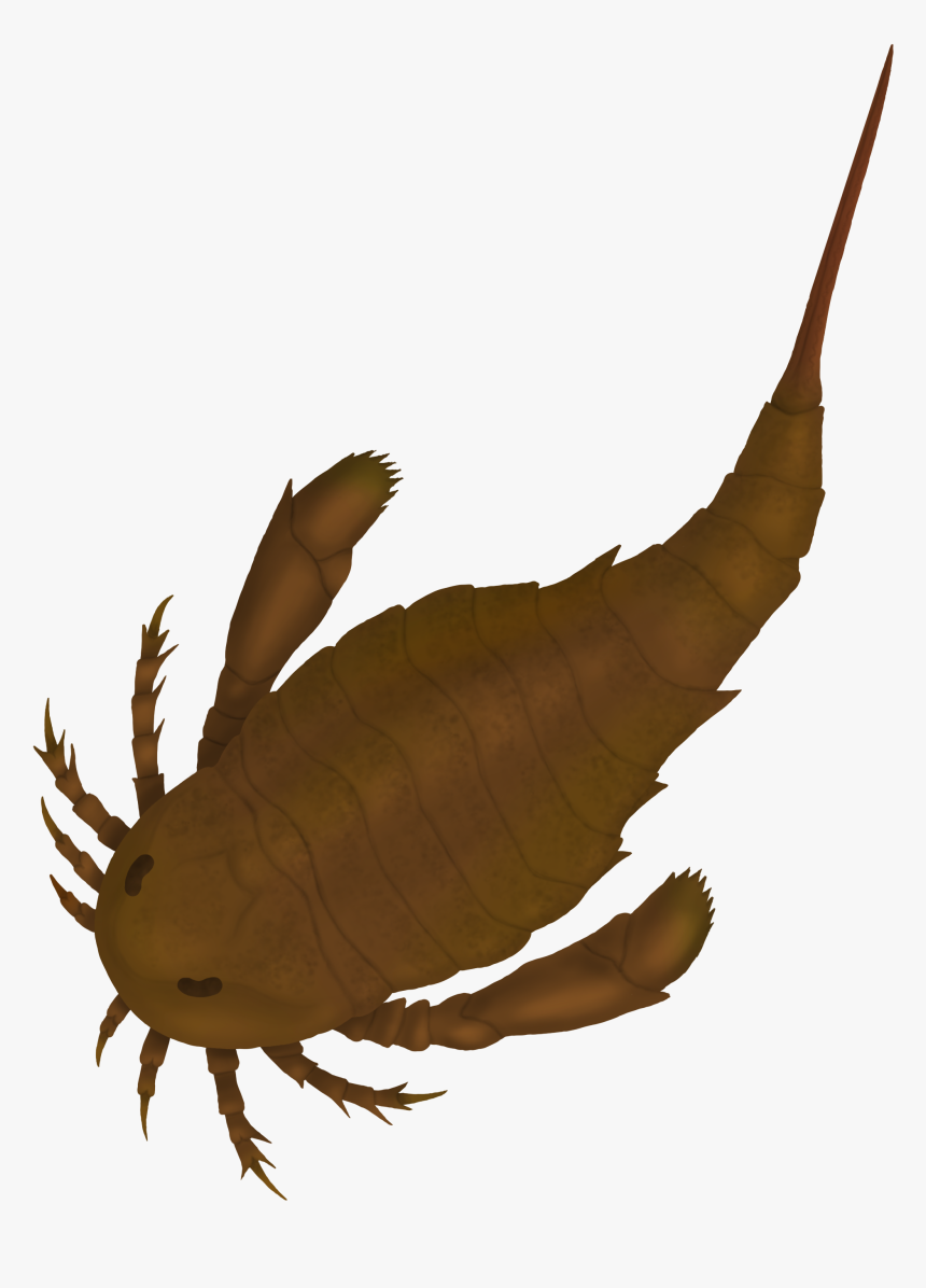 Adelophthalmus Irinae - Land Eurypterid, HD Png Download, Free Download