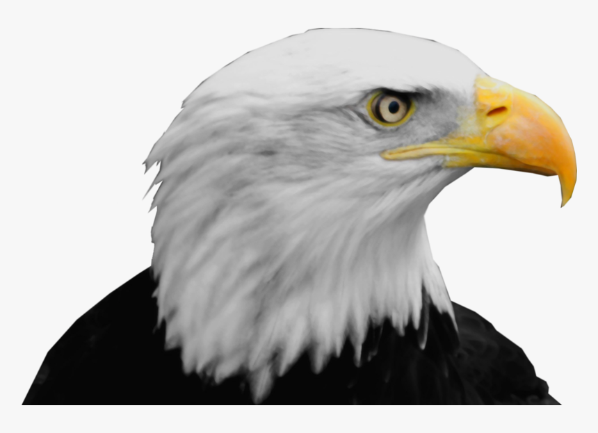 Bald Eagle Png - Bald Eagle Head Png, Transparent Png, Free Download