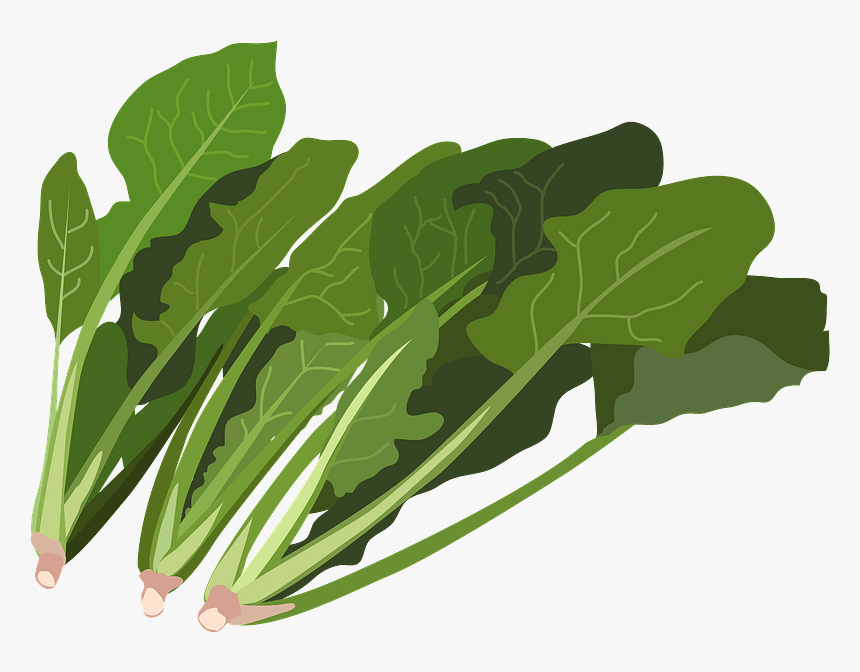 Spinach Vegetable Clipart - イラスト 無料 ほうれん草, HD Png Download - kindpng