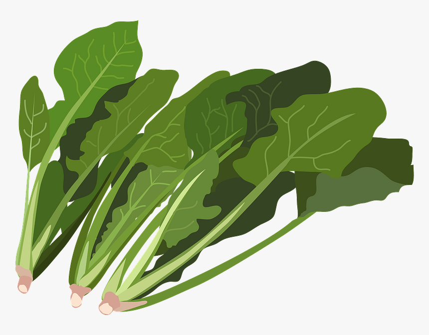 Spinach Vegetable Clipart - イラスト 無料 ほうれん草, HD Png Download, Free Download