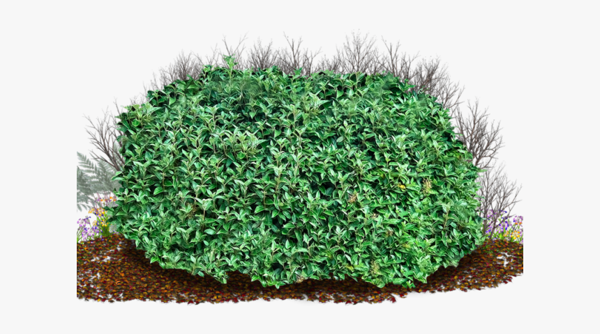 Shrubbery Png, Transparent Png, Free Download
