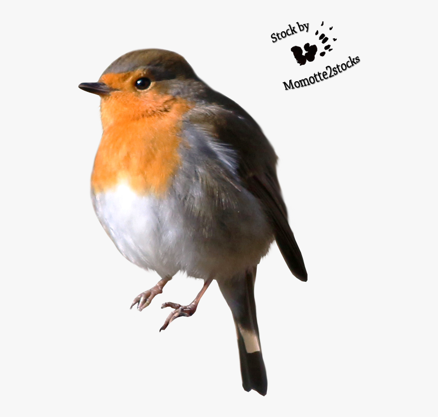 Png Robin Bird, Transparent Png, Free Download