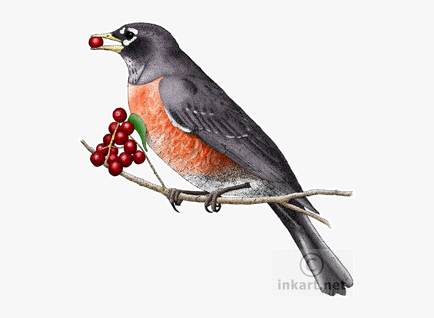 European Robin Png Clipart - Ct State Animals, Transparent Png, Free Download