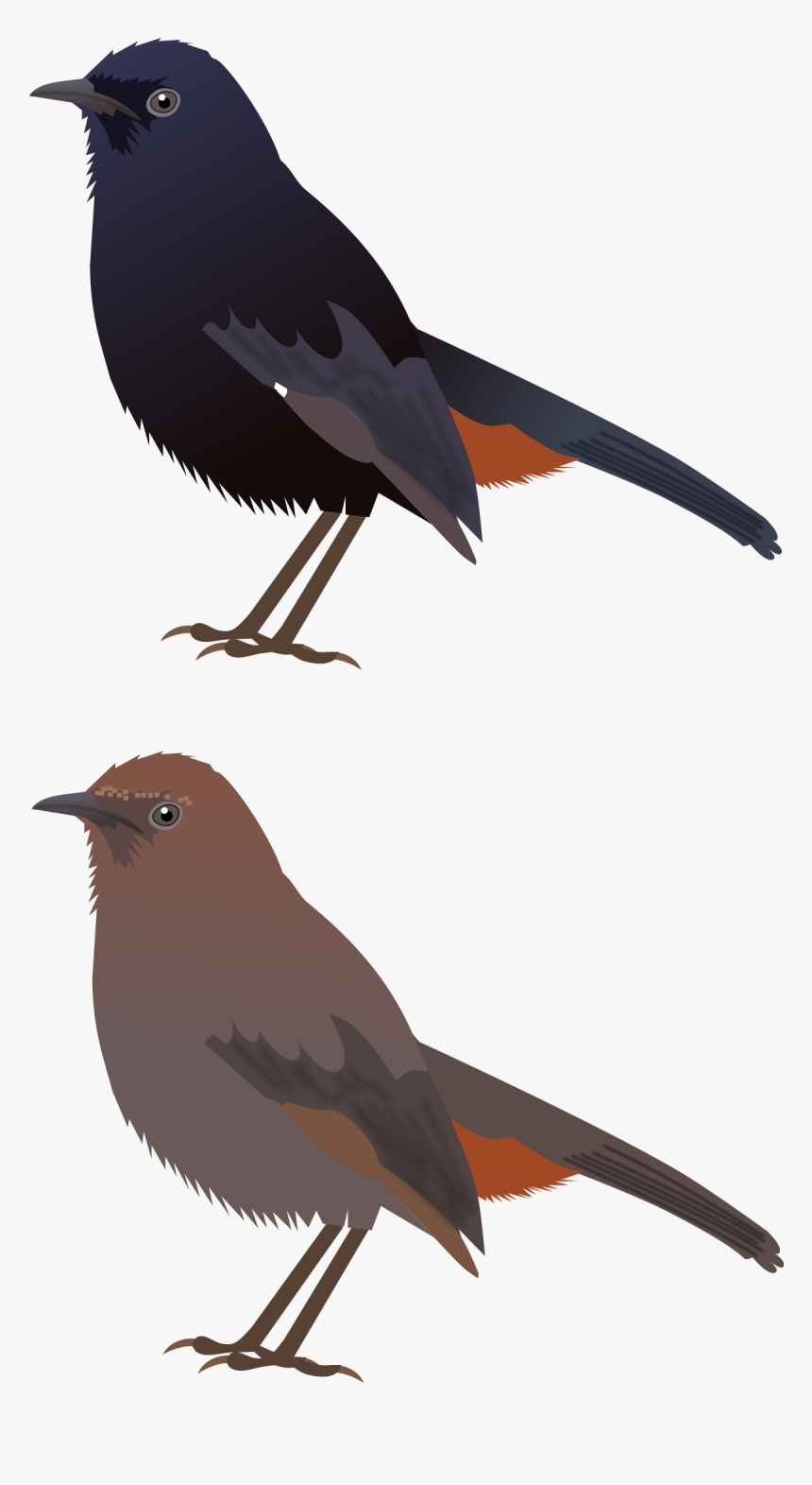 Indian Robin Drawing, HD Png Download, Free Download