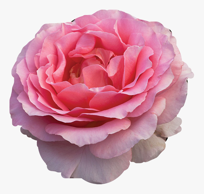 #flower #rose #tearose #beauty #pedals #freetoedit - Floribunda, HD Png Download, Free Download