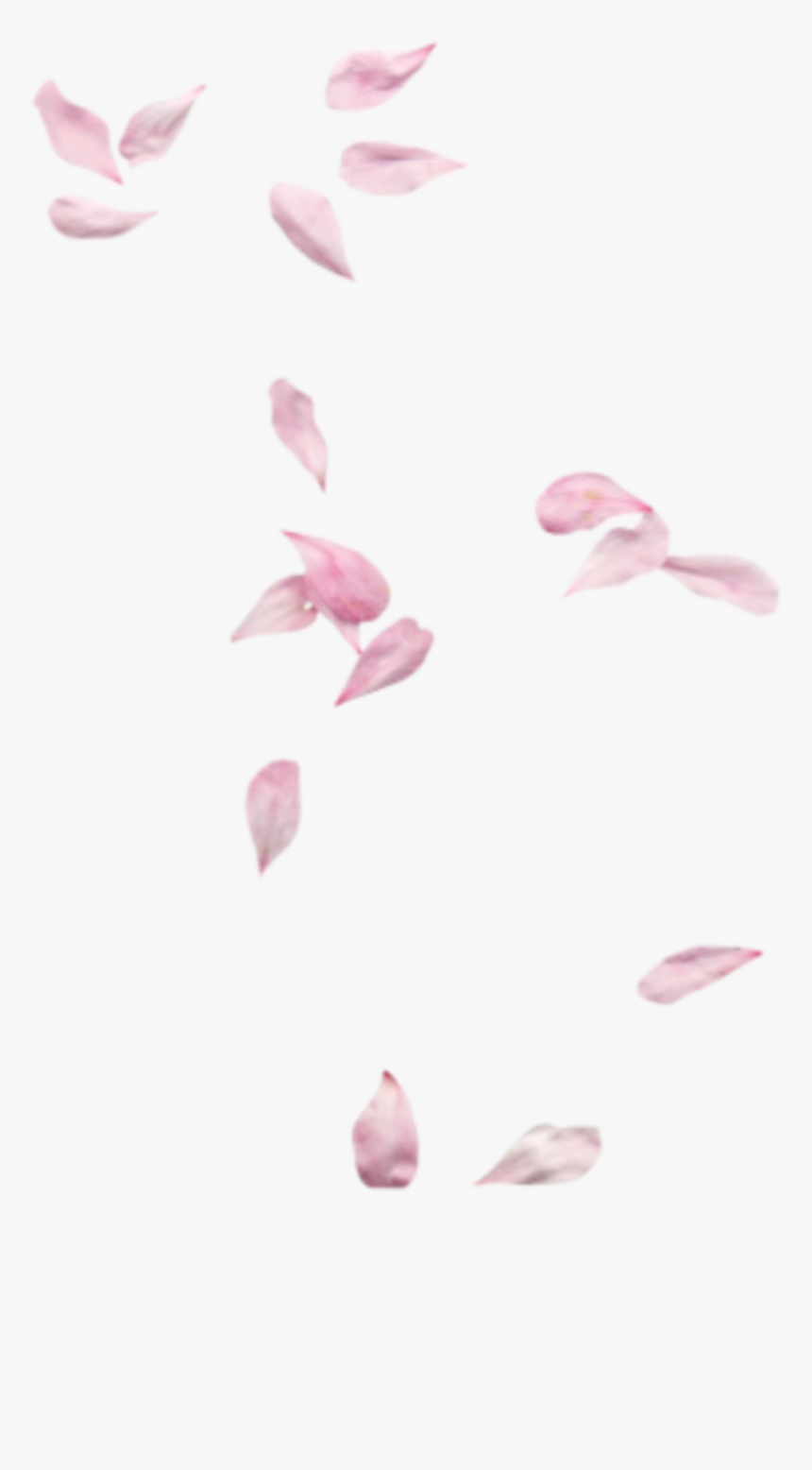 #rose #pedals - Pink Petals, HD Png Download, Free Download