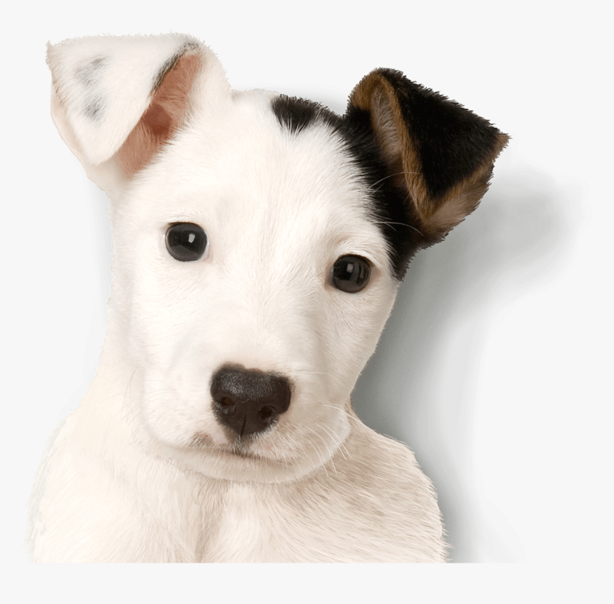 Jack Russell Terrier Free Png Image - Parsons Terrier Ouppy, Transparent Png, Free Download