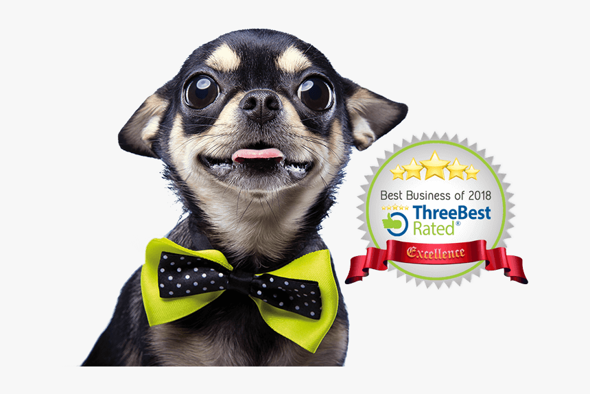 Chihuahua With Bow Tie, HD Png Download, Free Download