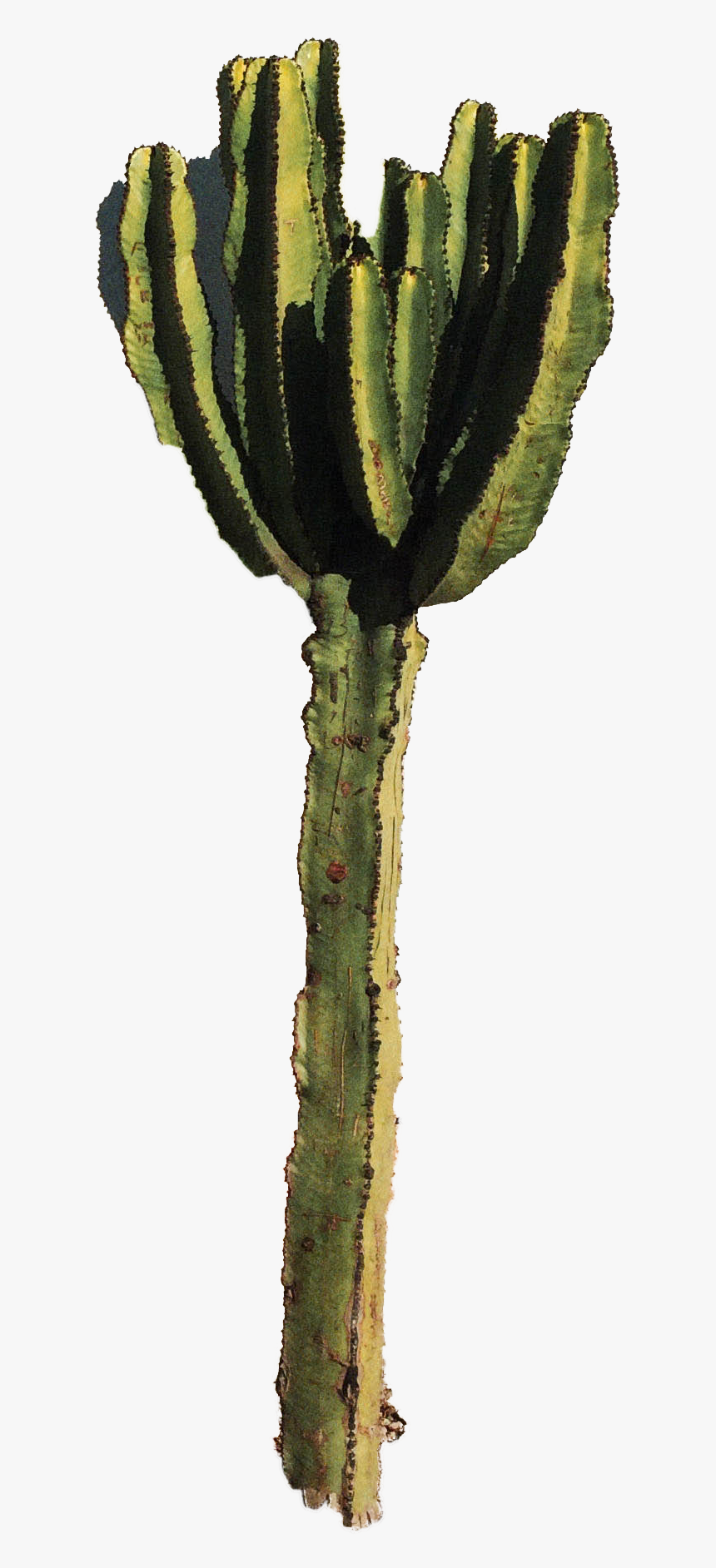 Cactus Wallpaper For Walls - Selenicereus Hamatus, HD Png Download, Free Download