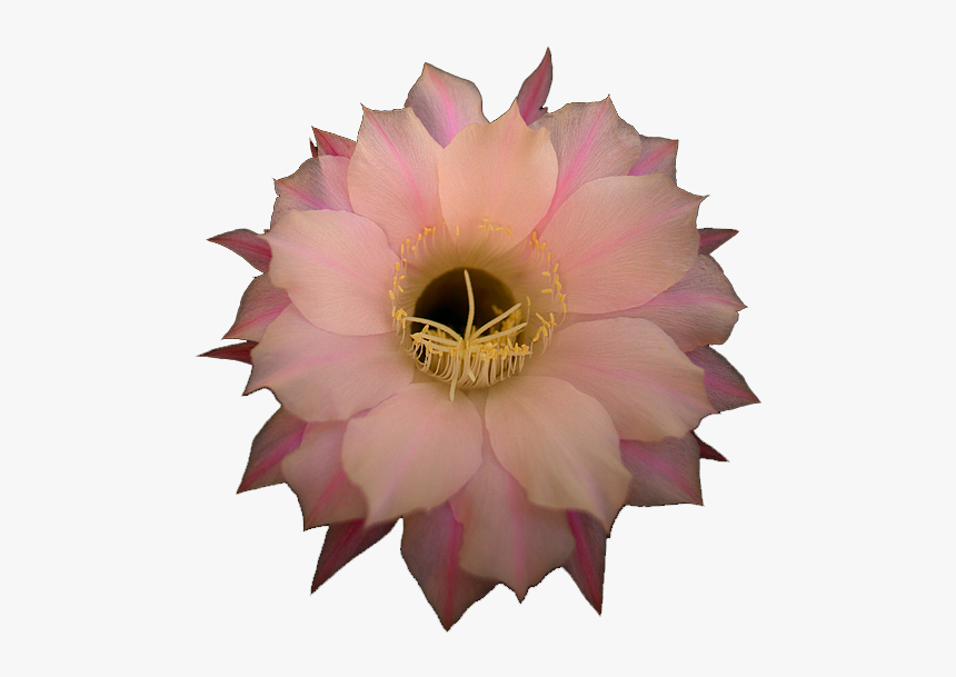 Pink Cactus Flower - Large-flowered Cactus, HD Png Download, Free Download