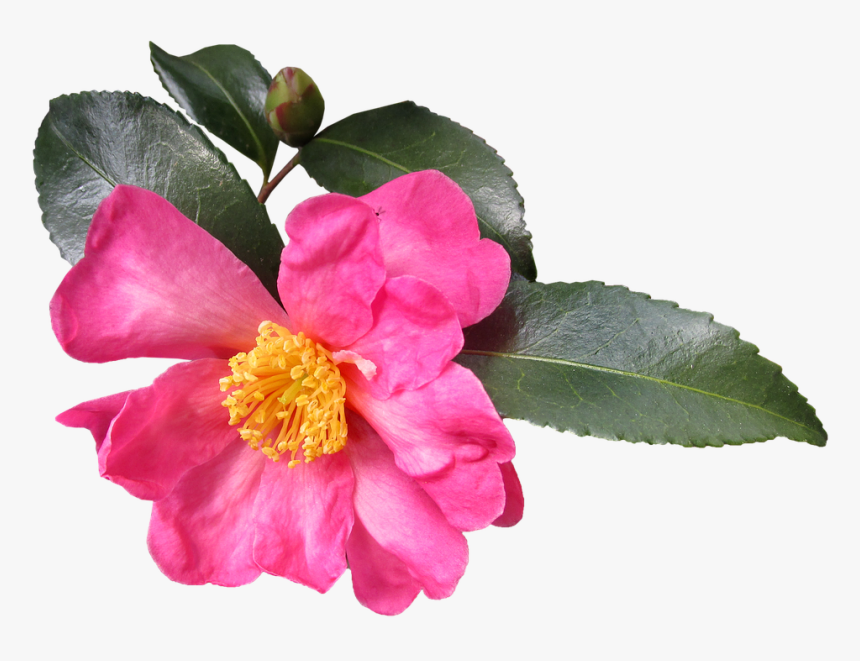 Camellia Sasanqua, HD Png Download, Free Download