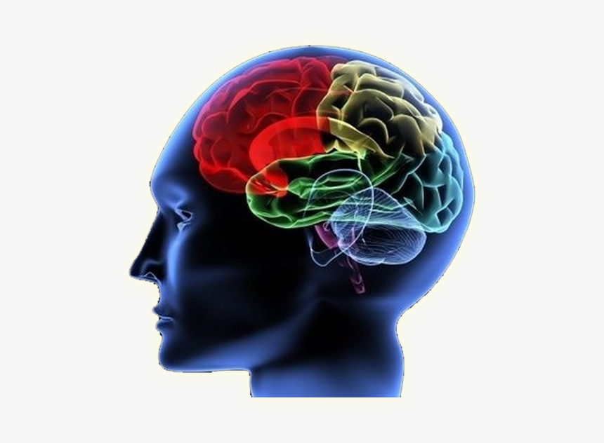 Brain support. Внимание мозг. Мозг ЭМП. Внимание у человека мозг. Концентрация внимания.