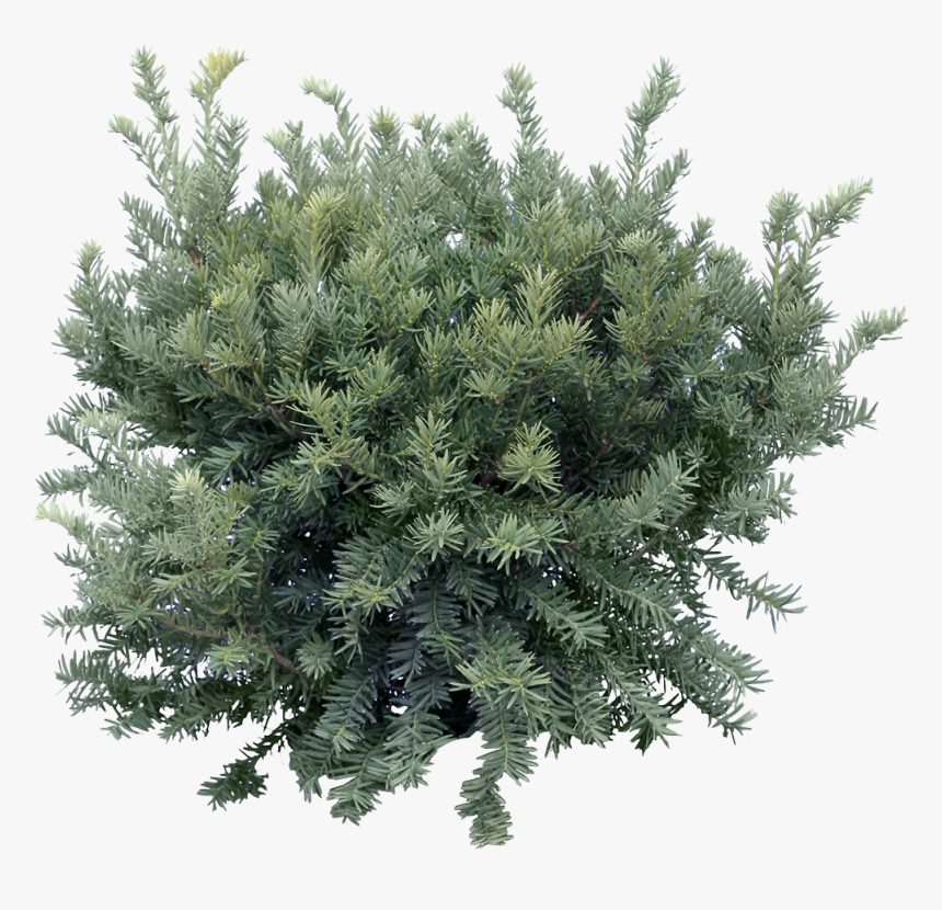 Fir Tree - Fir Tree Png Top View, Transparent Png, Free Download