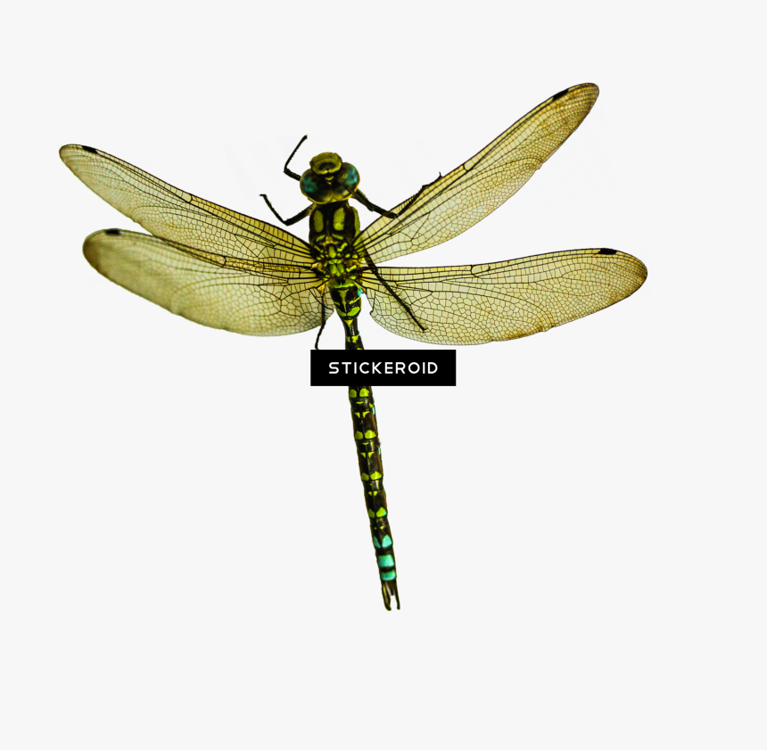 Net-winged Insects , Png Download - Transparent Dragon Fly, Png Download, Free Download