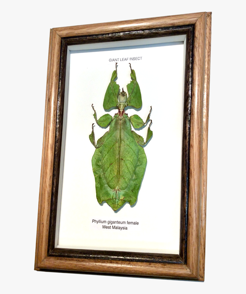 Wildwood Insects Framed Tropical Leaf Insect - Picture Frame, HD Png Download, Free Download
