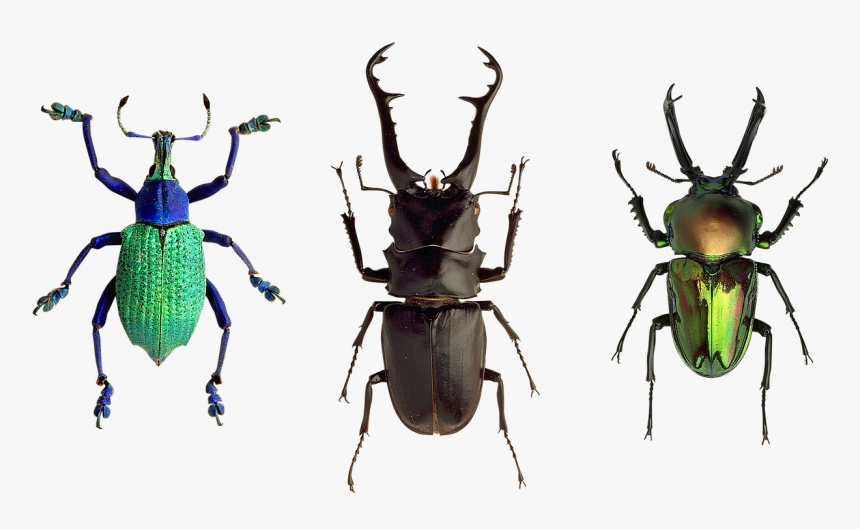 Insect Species, HD Png Download, Free Download