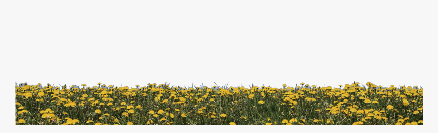 Yellow Flower Field Transparent , Png Download - Yellow Flower Field Transparent, Png Download, Free Download