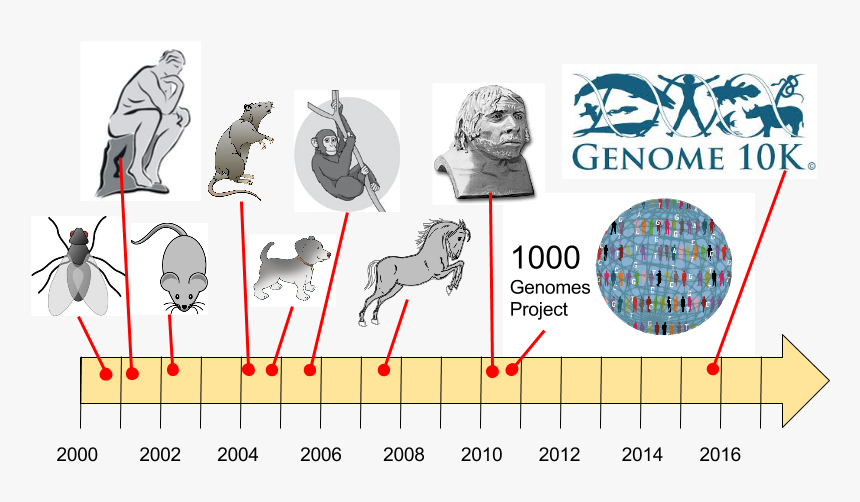 Genome Sequencing Of Organisms, HD Png Download, Free Download