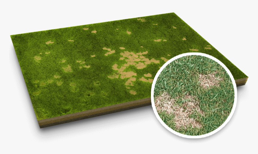 Dollar Spot Lawn Disease - Lawn, HD Png Download, Free Download