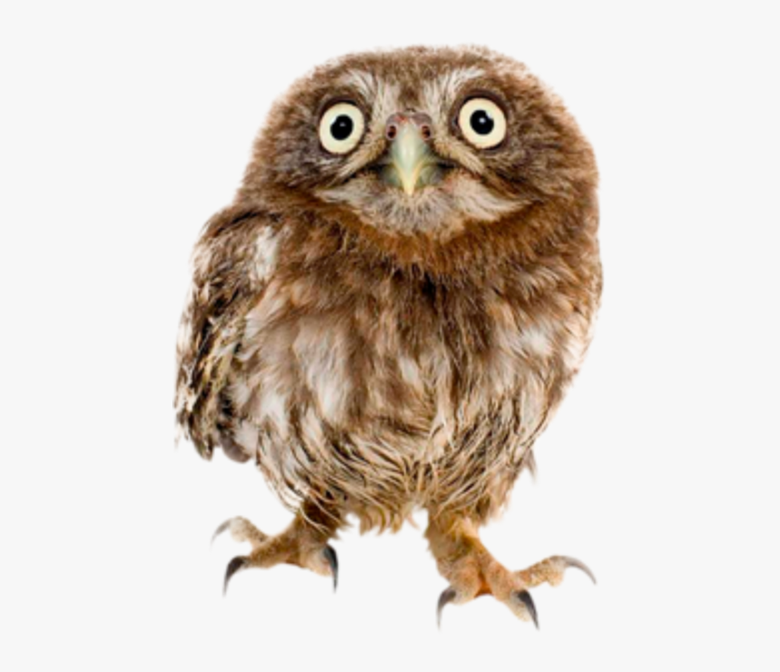 Bird On White Background, HD Png Download, Free Download